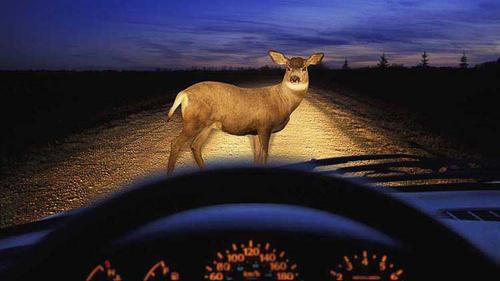 A deer in the headlights.